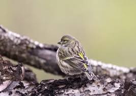 Attēlu rezultāti vaicājumam “Emberiza citrinella juvenile”