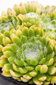 Image result for echtes Hauswurz