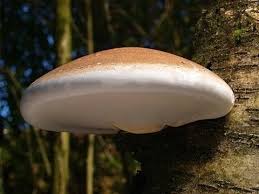 Attēlu rezultāti vaicājumam “Piptoporus betulinus”