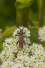 Attēlu rezultāti vaicājumam “Aromia moschata”