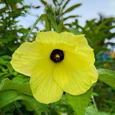 Image result for Abelmoschus moschatus