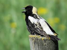 Image result for Dolichonyx oryzivorus