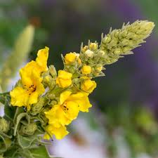 Attēlu rezultāti vaicājumam “Verbascum thapsus fruit”