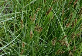 Attēlu rezultāti vaicājumam “Blysmus compressus”