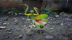 Attēlu rezultāti vaicājumam “Mantis religiosa”