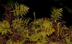 Attēlu rezultāti vaicājumam “Thuidium recognitum”