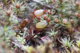 Attēlu rezultāti vaicājumam “Buxbaumia aphylla”