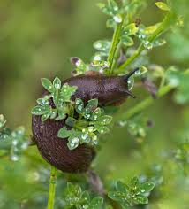 Attēlu rezultāti vaicājumam “Arion lusitanicus adult”