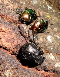 Attēlu rezultāti vaicājumam “Gnorimus variabilis”