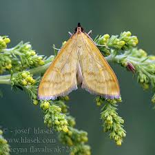 Attēlu rezultāti vaicājumam “Mecyna flavalis”