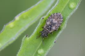 Attēlu rezultāti vaicājumam “Nithecus jacobaeae”