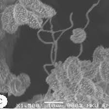 Attēlu rezultāti vaicājumam “Physarum murinum spores”