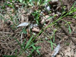 Attēlu rezultāti vaicājumam “Thesium ebracteatum”