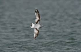 Attēlu rezultāti vaicājumam “Larus minutus”
