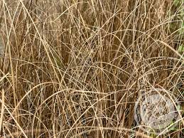 Attēlu rezultāti vaicājumam “Carex x bakkeriana”