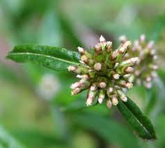 Attēlu rezultāti vaicājumam “Arenaria procera bud”