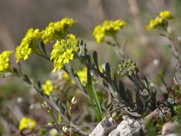 Attēlu rezultāti vaicājumam “Alyssum gmelinii”