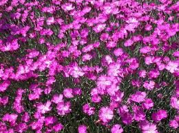 Image result for Dianthus gratianopolitanus