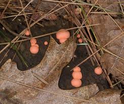 Attēlu rezultāti vaicājumam “Lycogala epidendrum aggr.”