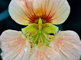 Attēlu rezultāti vaicājumam “Tropaeolum majus flower”