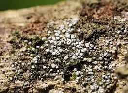 Attēlu rezultāti vaicājumam “Lachnum corticale”