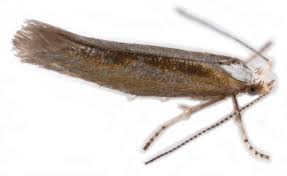 Attēlu rezultāti vaicājumam “Argyresthiidae”