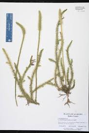 Attēlu rezultāti vaicājumam “Lycopodiaceae”