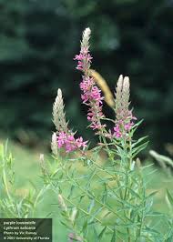 Image result for Lythrum salicaria
