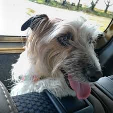 「ナスターシャ・ロマネンコ」の画像検索結果