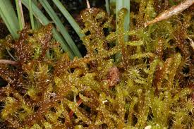 Attēlu rezultāti vaicājumam “Hamatocaulis vernicosus”