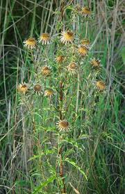 Attēlu rezultāti vaicājumam “Carlina biebersteinii leaf”