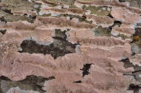 Attēlu rezultāti vaicājumam “Corticium roseum”