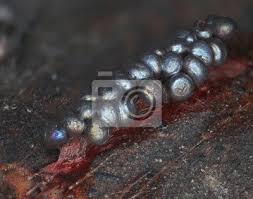 Attēlu rezultāti vaicājumam “Lamproderma ovoideum”