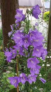 Attēlu rezultāti vaicājumam “Campanula persicifolia”