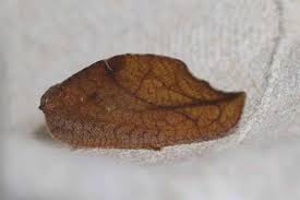 Attēlu rezultāti vaicājumam “Drepanepteryx phalaenoides”