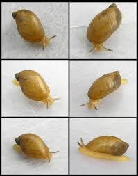 Attēlu rezultāti vaicājumam “Succinea”