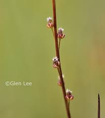 Attēlu rezultāti vaicājumam “Triglochin palustre flower”