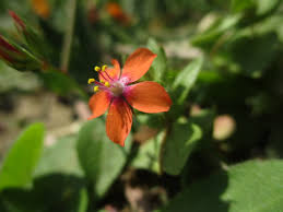 Attēlu rezultāti vaicājumam “Anagallis arvensis leaf”