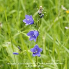 Attēlu rezultāti vaicājumam “Campanula rotundifolia”