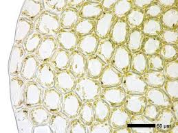 Attēlu rezultāti vaicājumam “Calypogeia azurea”