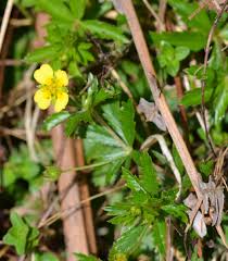 Image result for Potentilla tormentilla