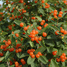 Attēlu rezultāti vaicājumam “Lonicera tatarica fruit”