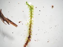 Attēlu rezultāti vaicājumam “Paludella squarrosa”