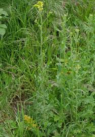 Attēlu rezultāti vaicājumam “Sisymbrium volgense leaf”