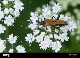 Attēlu rezultāti vaicājumam “Oedemera femorata”