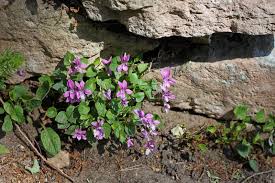 Attēlu rezultāti vaicājumam “Viola rupestris flower”