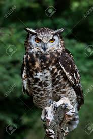 Attēlu rezultāti vaicājumam “Bubo bubo adult”