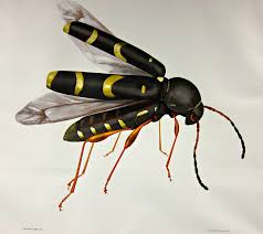 Attēlu rezultāti vaicājumam “Clytus arietis”