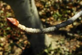 Attēlu rezultāti vaicājumam “Aesculus x hybrida bud”