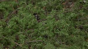 Attēlu rezultāti vaicājumam “Hylocomium splendens sporophyte”